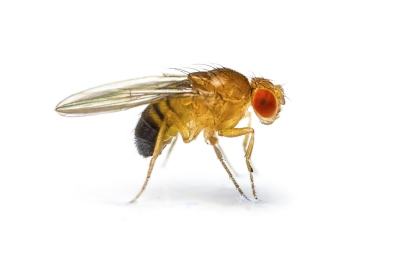 ps-fruit-fly