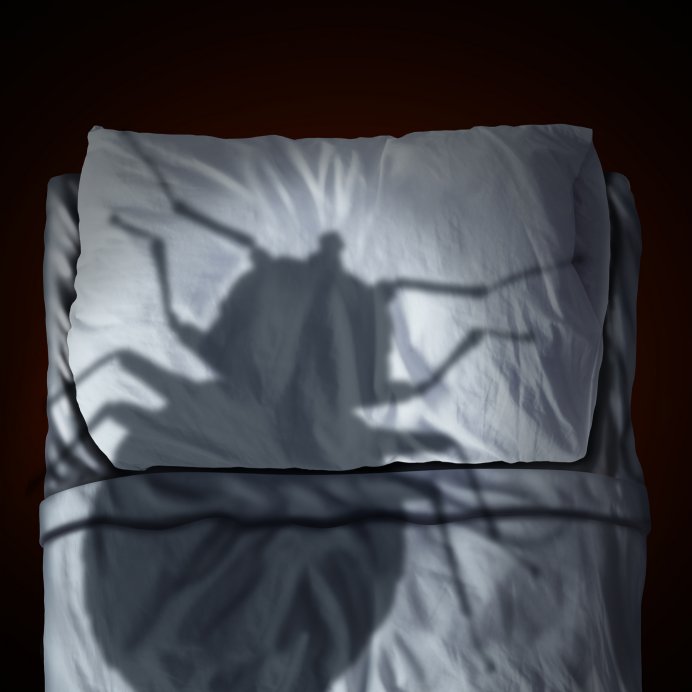 Bed Bugs on the Grand Strand: 5 Tips To Avoid them