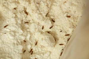 Pantry pests; grain beetle infestation