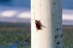 Palmetto Bug | Cockroach treatment Myrtle Beach