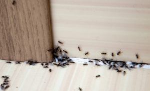 Ant Problems After Rain Myrtle Beach