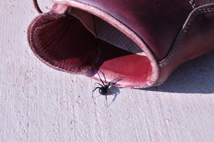 Black Widow Spider problem Myrtle Beach