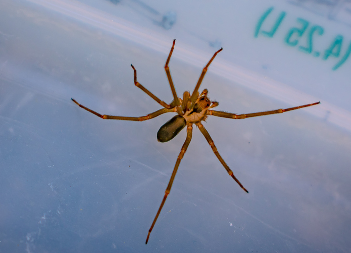 The Brown Recluse | Pest Control Myrtle Beach