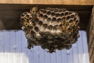 Bees, Wasps, or Hornets | Myrtle Beach
