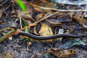 What are Millipedes and How To Get Rid of Them