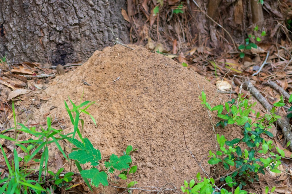 What You Need to Know About Fire Ants