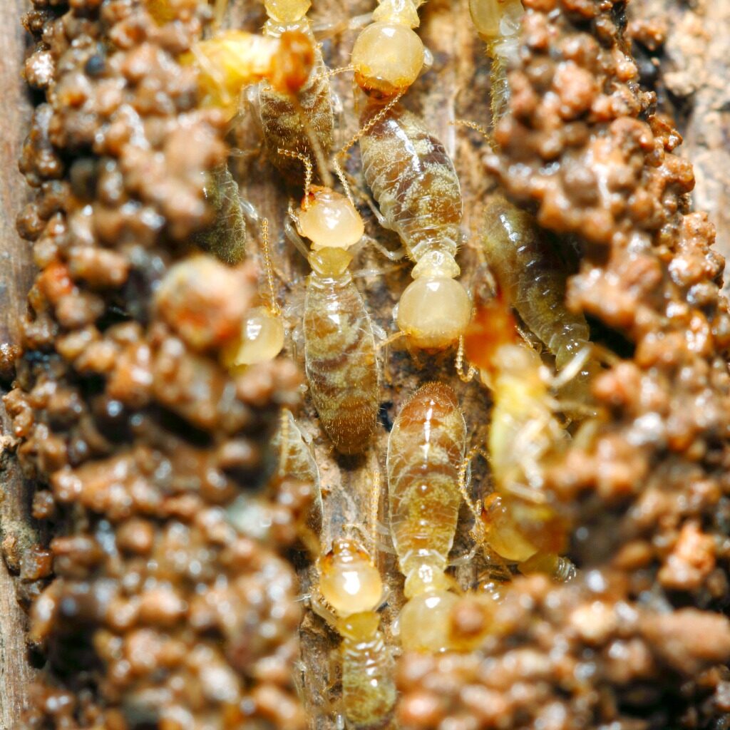 Tips to Prevent Termites from Finding Their Way into Your Home