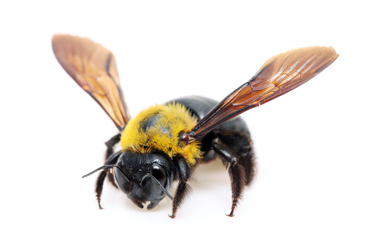 Has Anyone Ever Told You About The birds and the Carpenter Bees?