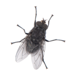 Flies The Pest Force Flies The Pest Force