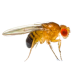 Fruit Fly The Pest Force Fruit Fly The Pest Force