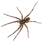 Wolf Spider The Pest Force