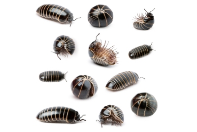 Pill Bugs & Sow Bugs