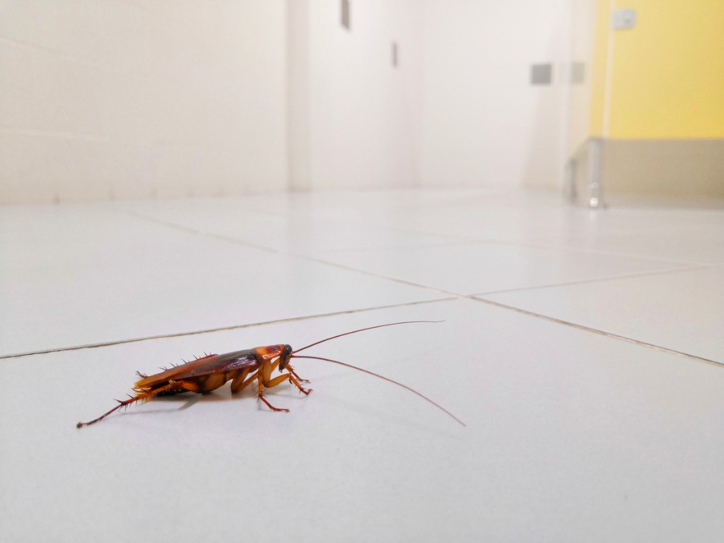Top 5 Pests You Don't Want in Your Home
