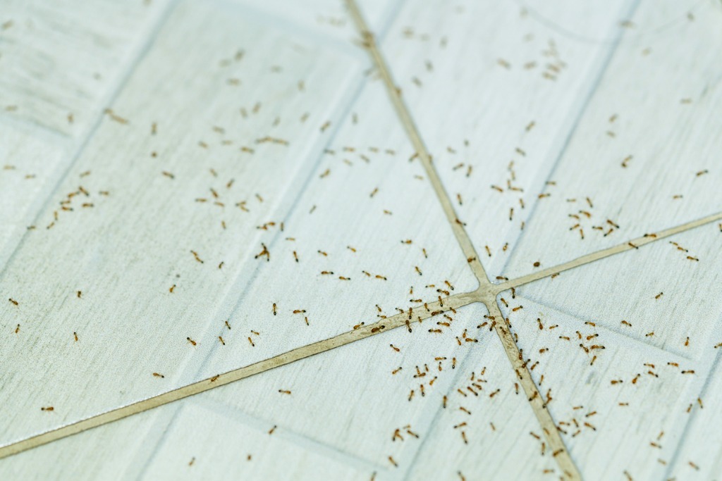 Preventing Ant Infestations