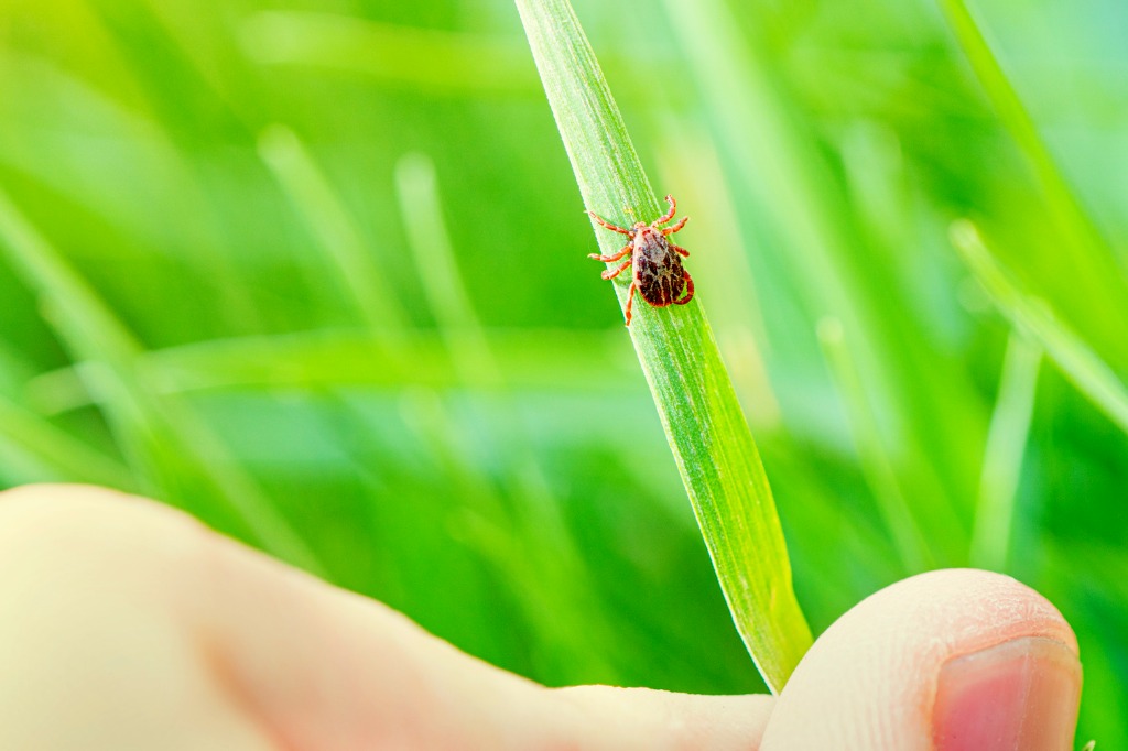 The Dangers of Ticks (And How to Avoid Them)