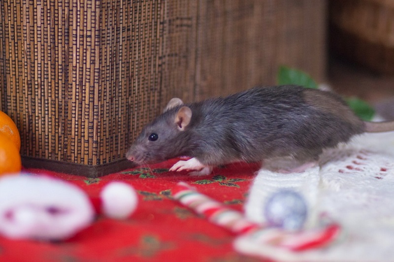 Prevent Rodent Infestations This Winter