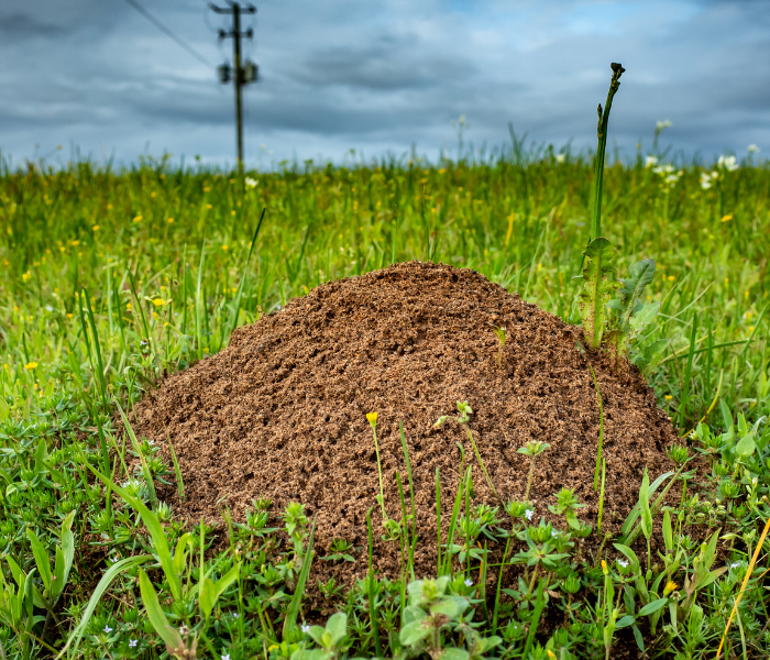 The Pest Force What You Should Know About Fire Ants