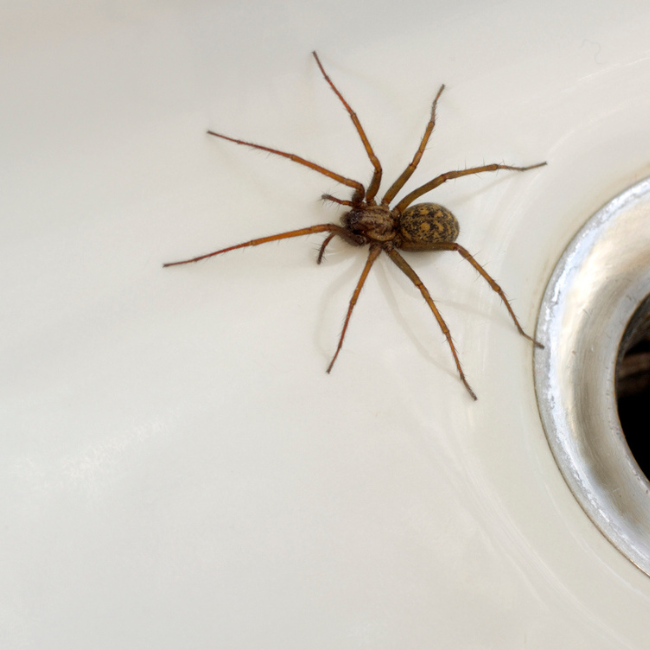 Spider Prevention in Fall: Keeping Creepy Crawlers Outside